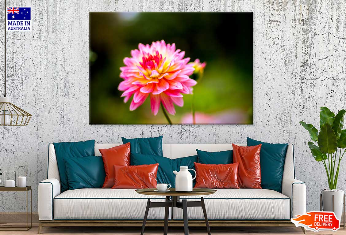 Pink Dahlia Flower Closeup View Photograph Print 100% Australian Made