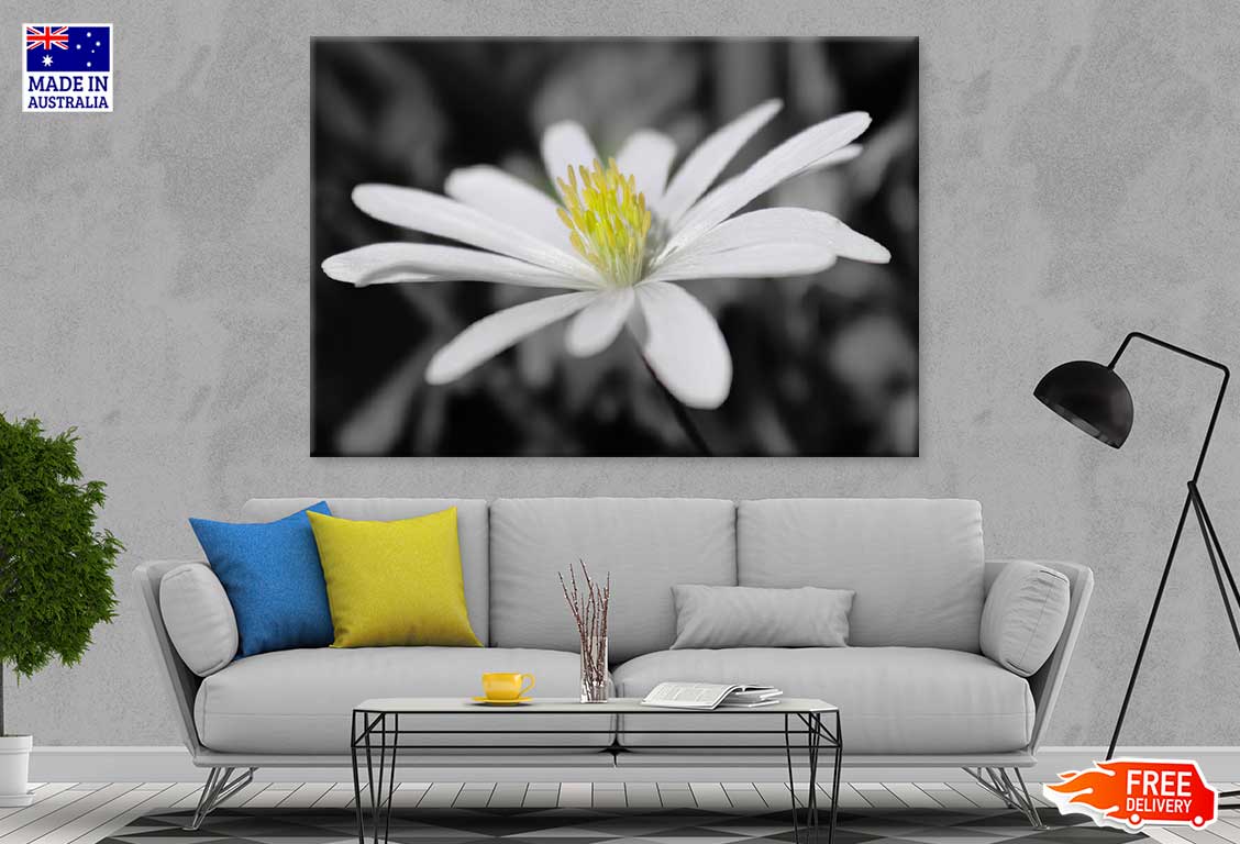 White Chickweeds Flower View Photograph Print 100% Australian Made