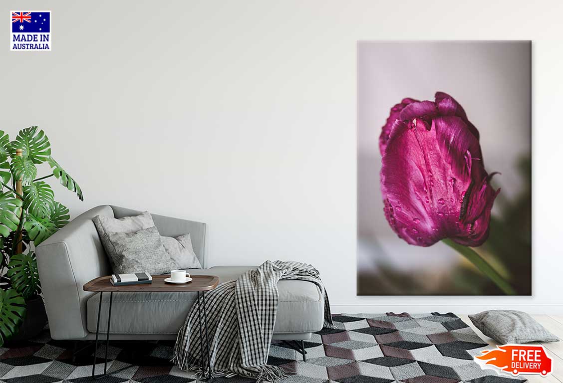 Purple Pink Tulip Closeup View Photograph Print 100% Australian Made