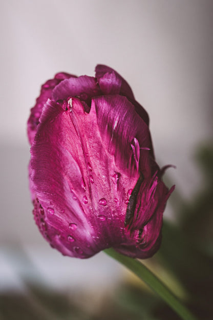 Purple Pink Tulip Closeup View Photograph Home Decor Premium Quality Poster Print Choose Your Sizes