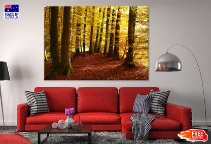 Autumn Tree Forest Scenery Photograph Print 100% Australian Made