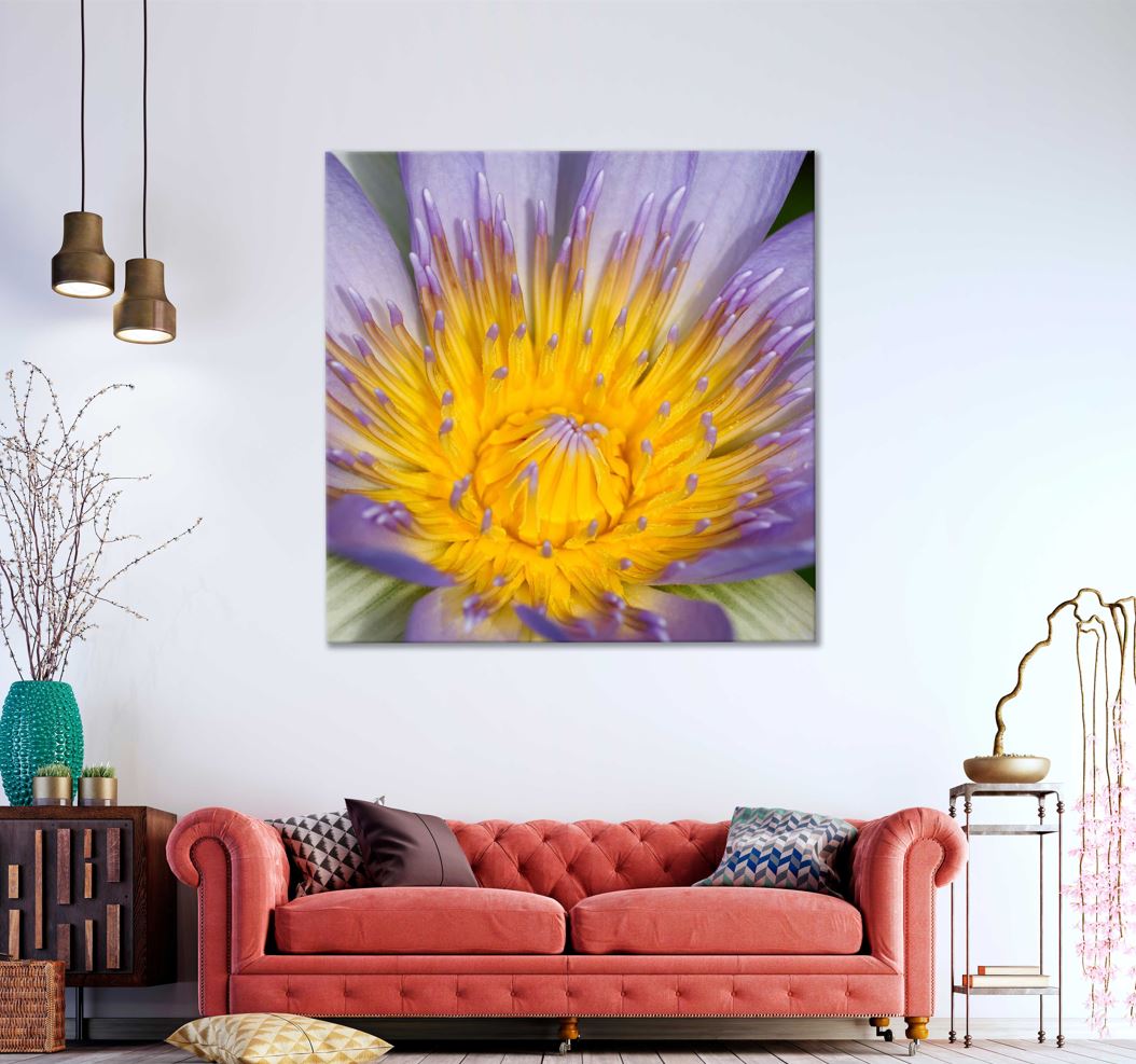 Square Canvas Purple Water Lily Macro View Photograph High Quality Print 100% Australian Made