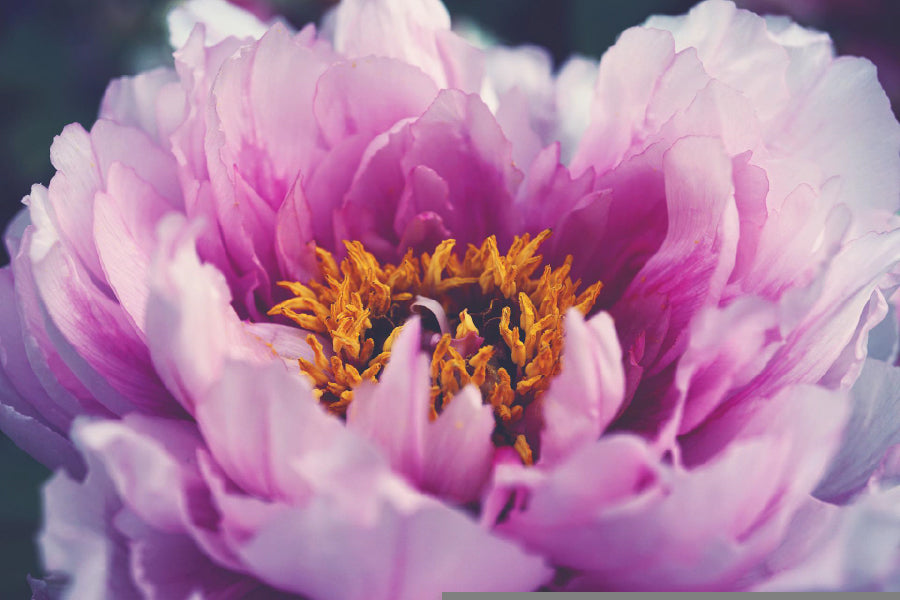 Pink Peony Flower Closeup View Photograph Print 100% Australian Made