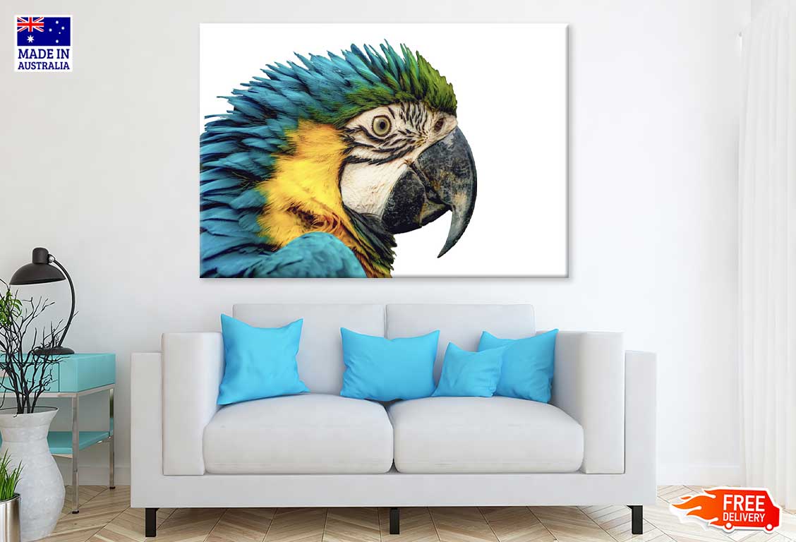 Par Parrot Closeup Side View Photograph Print 100% Australian Made