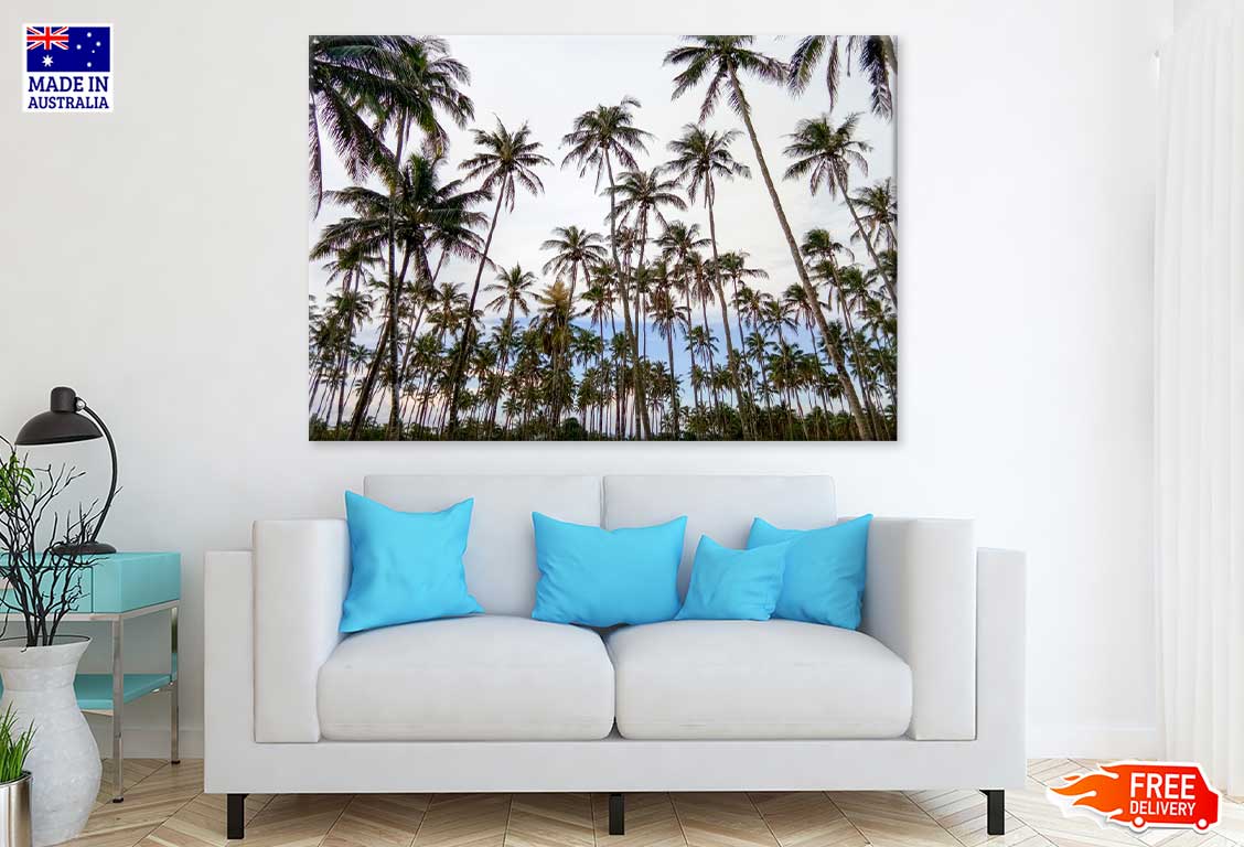 Palm Trees View Photograph in Sariaya Philippines Print 100% Australian Made