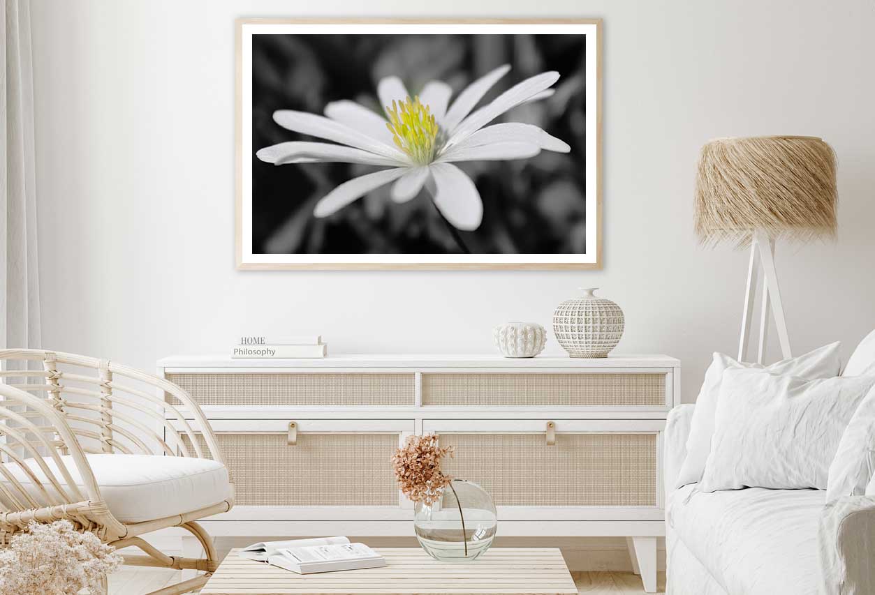 Aster Flower Closeup B&W View Home Decor Premium Quality Poster Print Choose Your Sizes