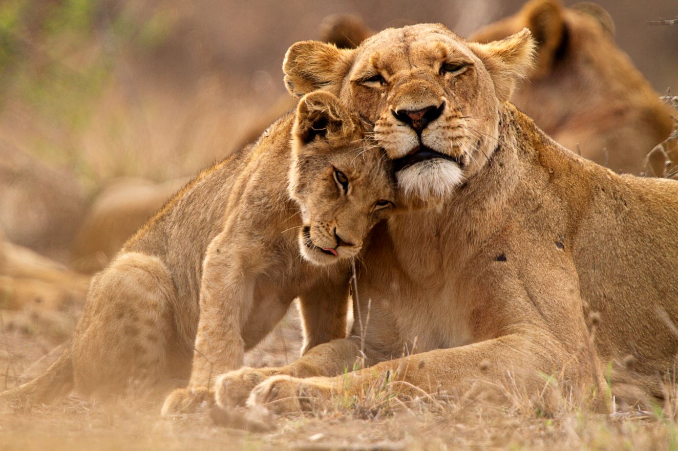 Lioness & Cub Photograph Home Decor Premium Quality Poster Print Choose Your Sizes