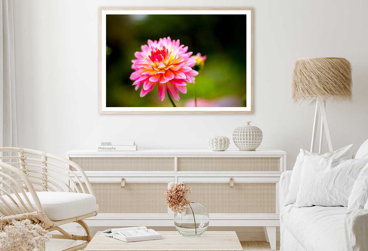 Pink Dahlia Flower Closeup View Photograph Home Decor Premium Quality Poster Print Choose Your Sizes