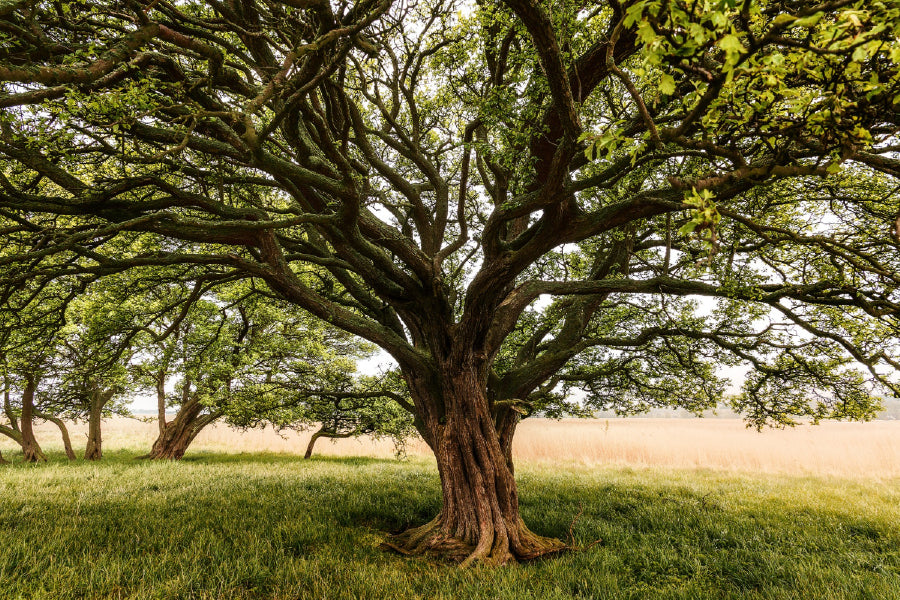 Huge Old Trees on Field Scenery Photograph Print 100% Australian Made