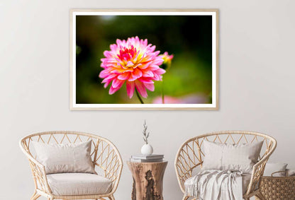 Pink Dahlia Flower Closeup View Photograph Home Decor Premium Quality Poster Print Choose Your Sizes