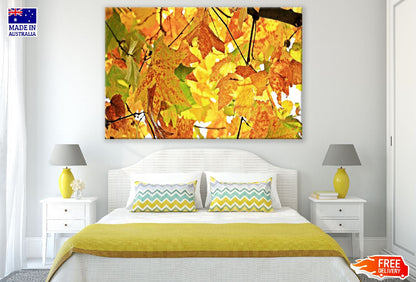 Maple Leaves Autumn Scenery Photograph Print 100% Australian Made