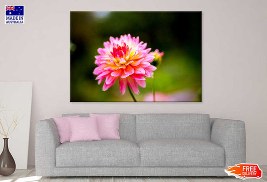 Pink Dahlia Flower Closeup View Photograph Print 100% Australian Made