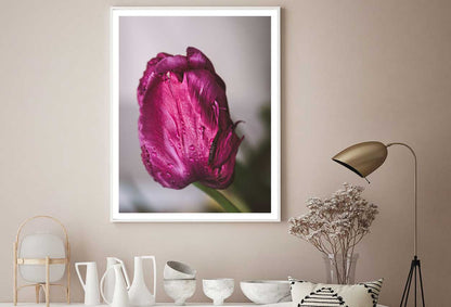 Purple Pink Tulip Closeup View Photograph Home Decor Premium Quality Poster Print Choose Your Sizes