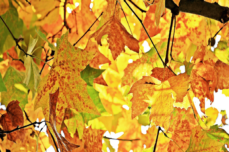 Maple Leaves Autumn Scenery Photograph Print 100% Australian Made