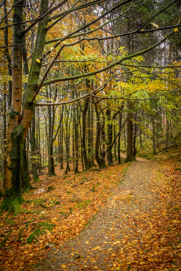 Fall Leaves with Pathway View Photograph Home Decor Premium Quality Poster Print Choose Your Sizes