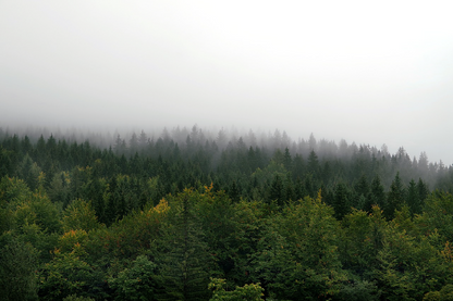 Misty Forest Sky View Photograph Print 100% Australian Made