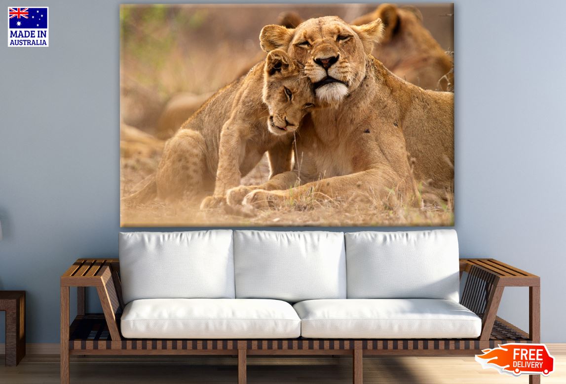 Lioness & Cub Love Photograph Print 100% Australian Made