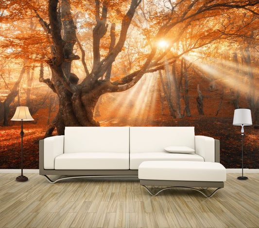 Wallpaper Murals Peel and Stick Removable Sunset Through the Forest High Quality