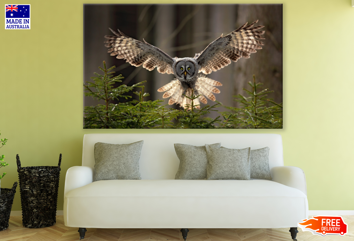 Flying Owl Photograph Print 100% Australian Made