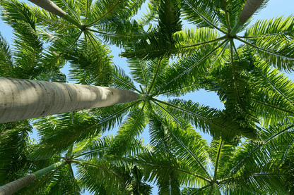 Palm Trees Bottom View Photograph Print 100% Australian Made