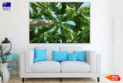 Palm Trees Bottom View Photograph Print 100% Australian Made