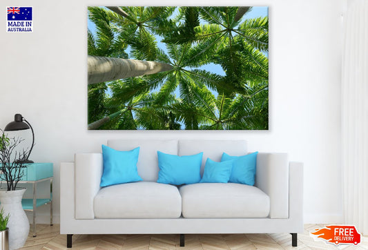 Palm Trees Bottom View Photograph Print 100% Australian Made