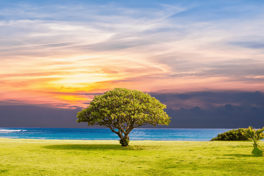 Green Tree Near the Beach Sunset Photograph Print 100% Australian Made