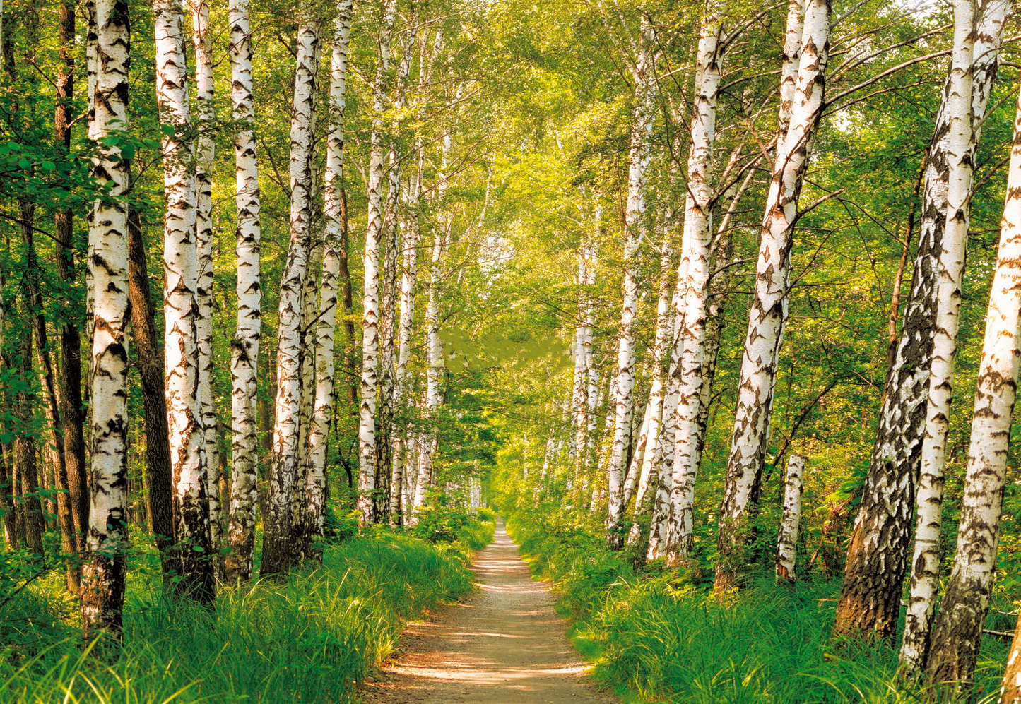 Tree Forest Scenery Photograph Print 100% Australian Made