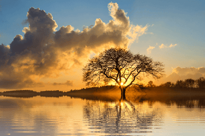 Lone Tree In Lake Sunset Photograph Print 100% Australian Made