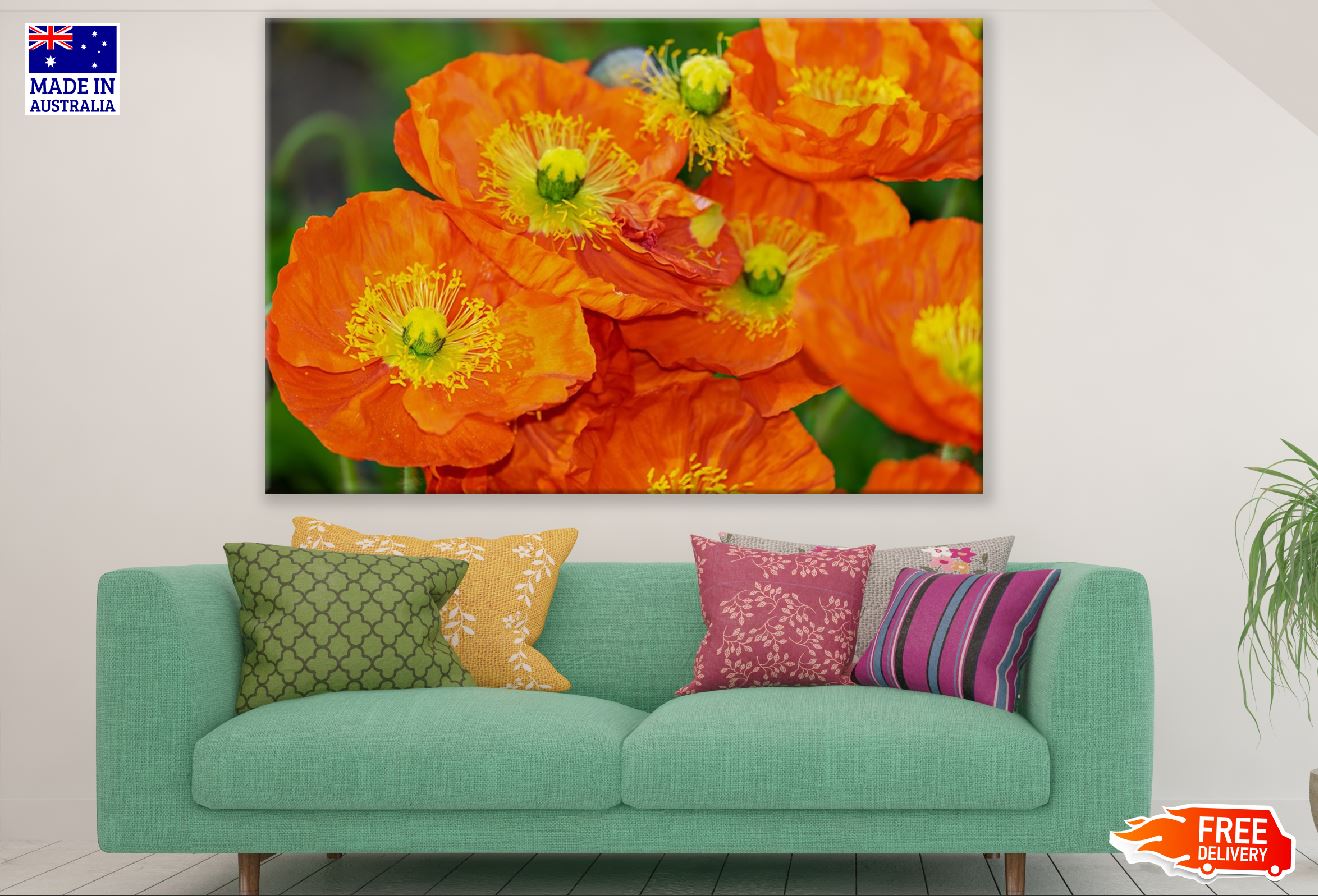 Orange Poppies Closeup Photograph Print 100% Australian Made