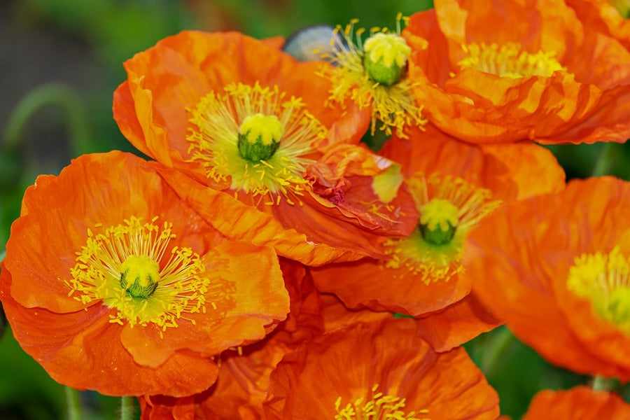 Orange Poppies Closeup Photograph Print 100% Australian Made