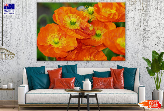 Orange Poppies Closeup Photograph Print 100% Australian Made