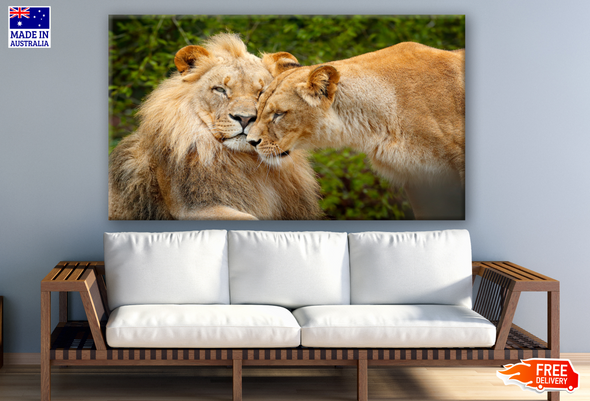 Lion Love Photograph Print 100% Australian Made