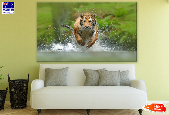 Tiger Running in Water Photograph Print 100% Australian Made