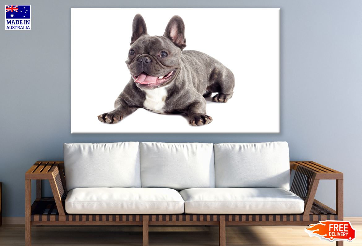 Cute Dog Photograph Print 100% Australian Made