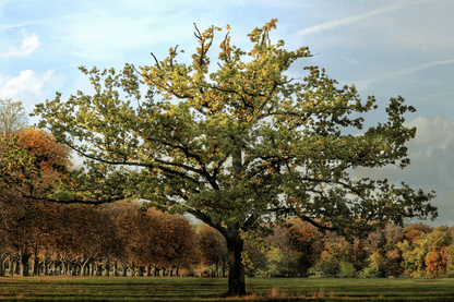 Big Green Tree in the Meadow in Autumn Photograph Print 100% Australian Made