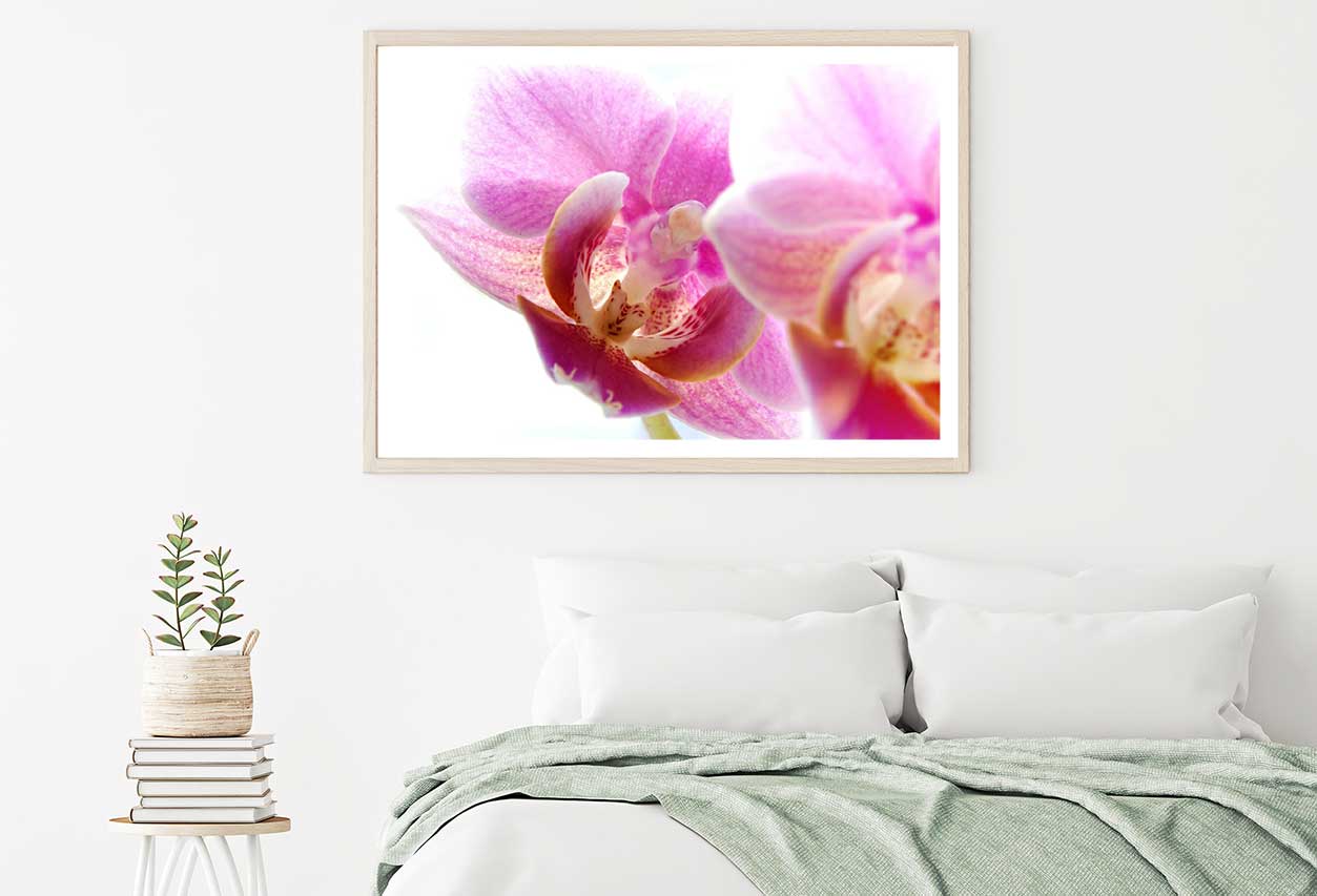 Pink Orchid Flower Closeup View Photograph Home Decor Premium Quality Poster Print Choose Your Sizes