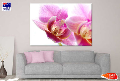 Pink Orchid Flower Closeup View Photograph Print 100% Australian Made