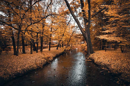 River in Orange Leaves Tree Forest Photograph Print 100% Australian Made