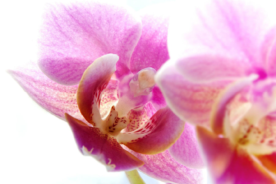 Pink Orchid Flower Closeup View Photograph Home Decor Premium Quality Poster Print Choose Your Sizes