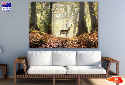 Deer in Autumn Forest Photograph Print 100% Australian Made