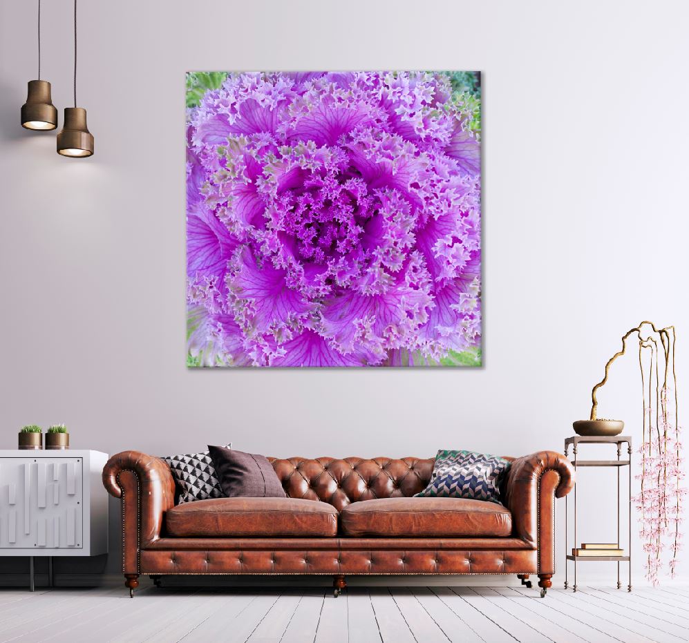 Square Canvas Purple Cabbage Flower Closeup View Photograph High Quality Print 100% Australian Made