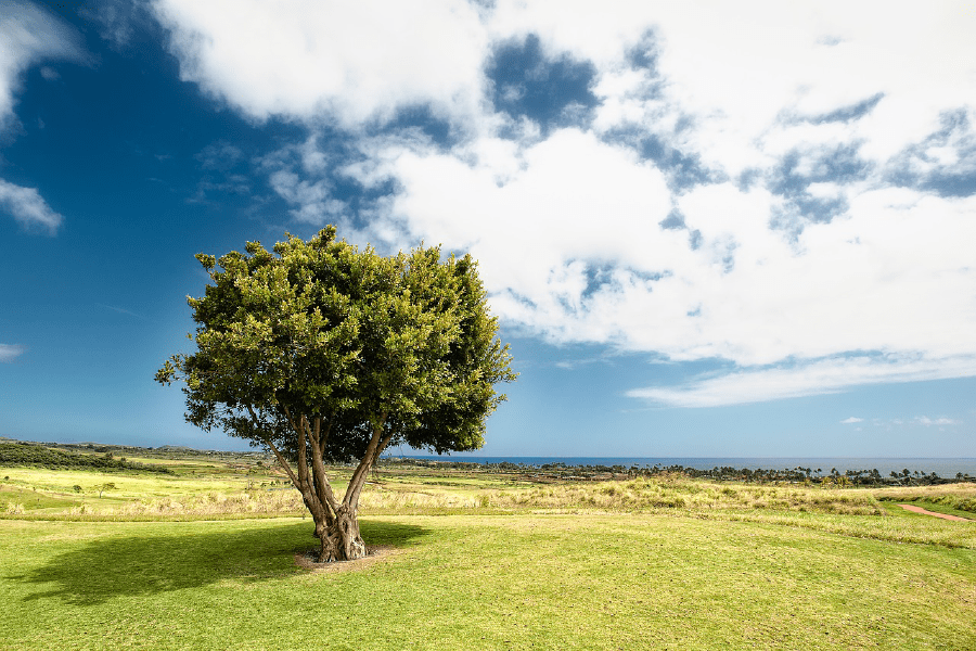 Tree Cloud Sky & Field Photograph Print 100% Australian Made