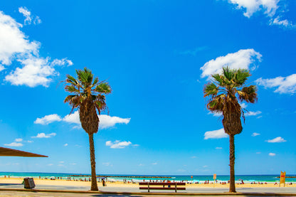 Palm Trees Near Sea Shore View Photograph Print 100% Australian Made