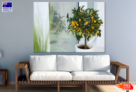 Small Lemon Trees In Pot Photograph Print 100% Australian Made