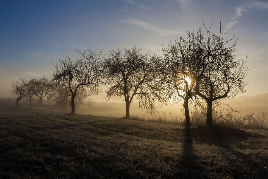 Misty Dry Trees Forest Photograph Print 100% Australian Made