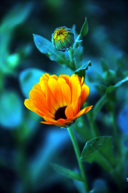 Orange Flower with Bud Closeup View Photograph Home Decor Premium Quality Poster Print Choose Your Sizes