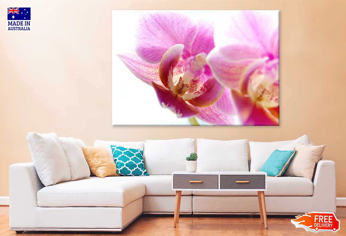 Pink Orchid Flower Closeup View Photograph Print 100% Australian Made