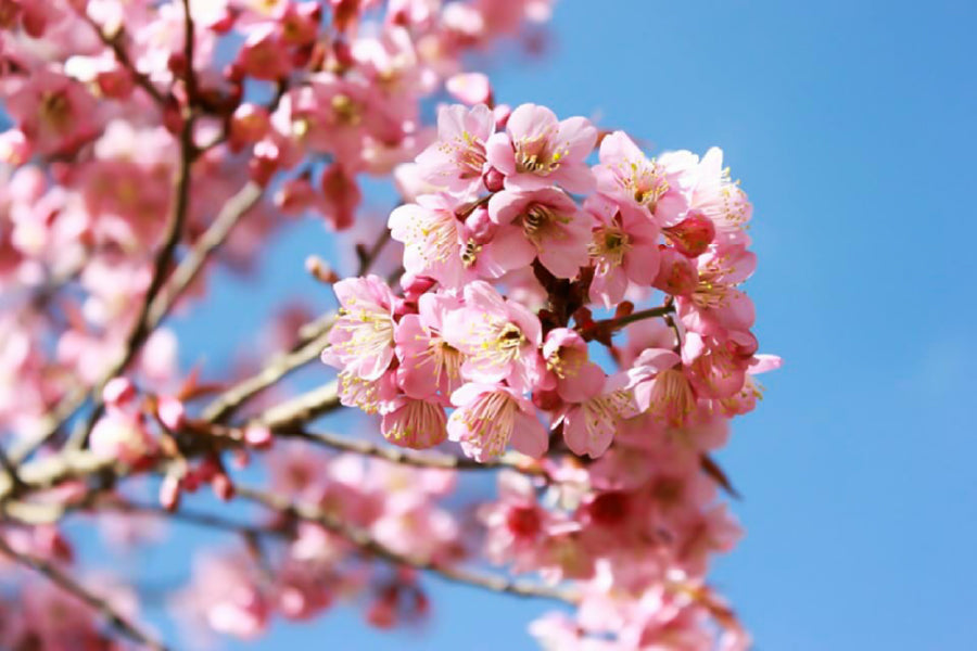 Pink Sakura Flowers Branch View Photograph Home Decor Premium Quality Poster Print Choose Your Sizes