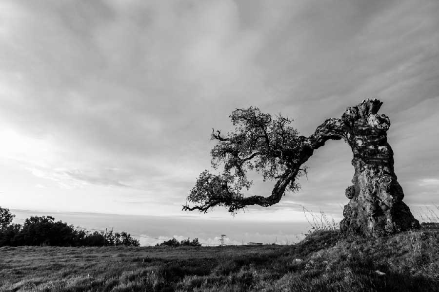 Bella Home Mythical Tree B&W Scenery View Print Canvas Ready to hang